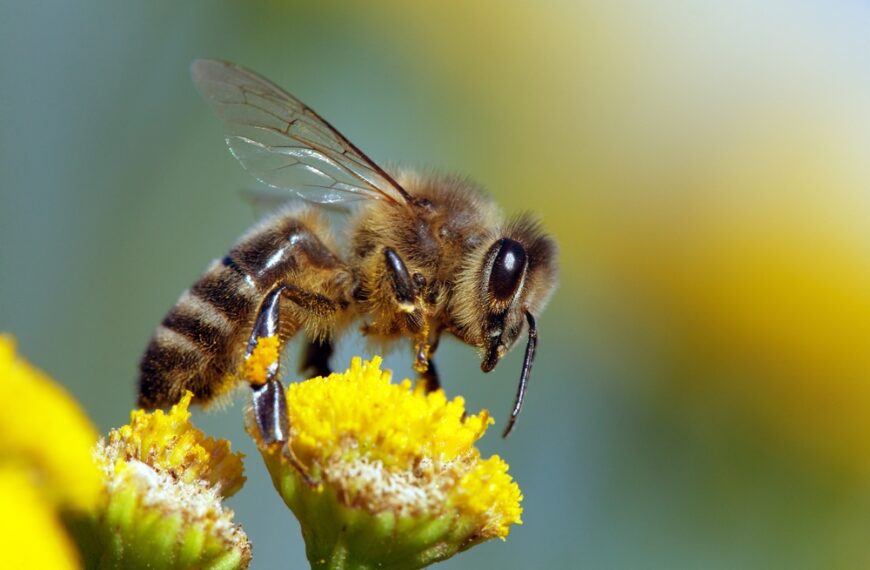 Save Honeybees: Eco-Friendly Tips To Protect Vital Pollinators