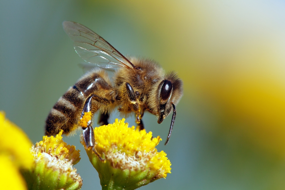 smart green tips, green tips, Save Honeybees: Eco-Friendly Tips To Protect Vital Pollinators,, Environmental Awareness