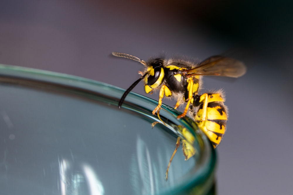 smart green tips, green tips, Bees and Wasps Show Similar Architectural Solutions,, Environmental Awareness