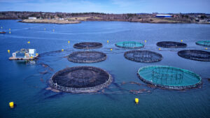 Aquaculture Advantages and Disadvantages. Is it Safe?