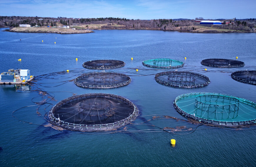 Aquaculture Advantages and Disadvantages. Is it Safe?