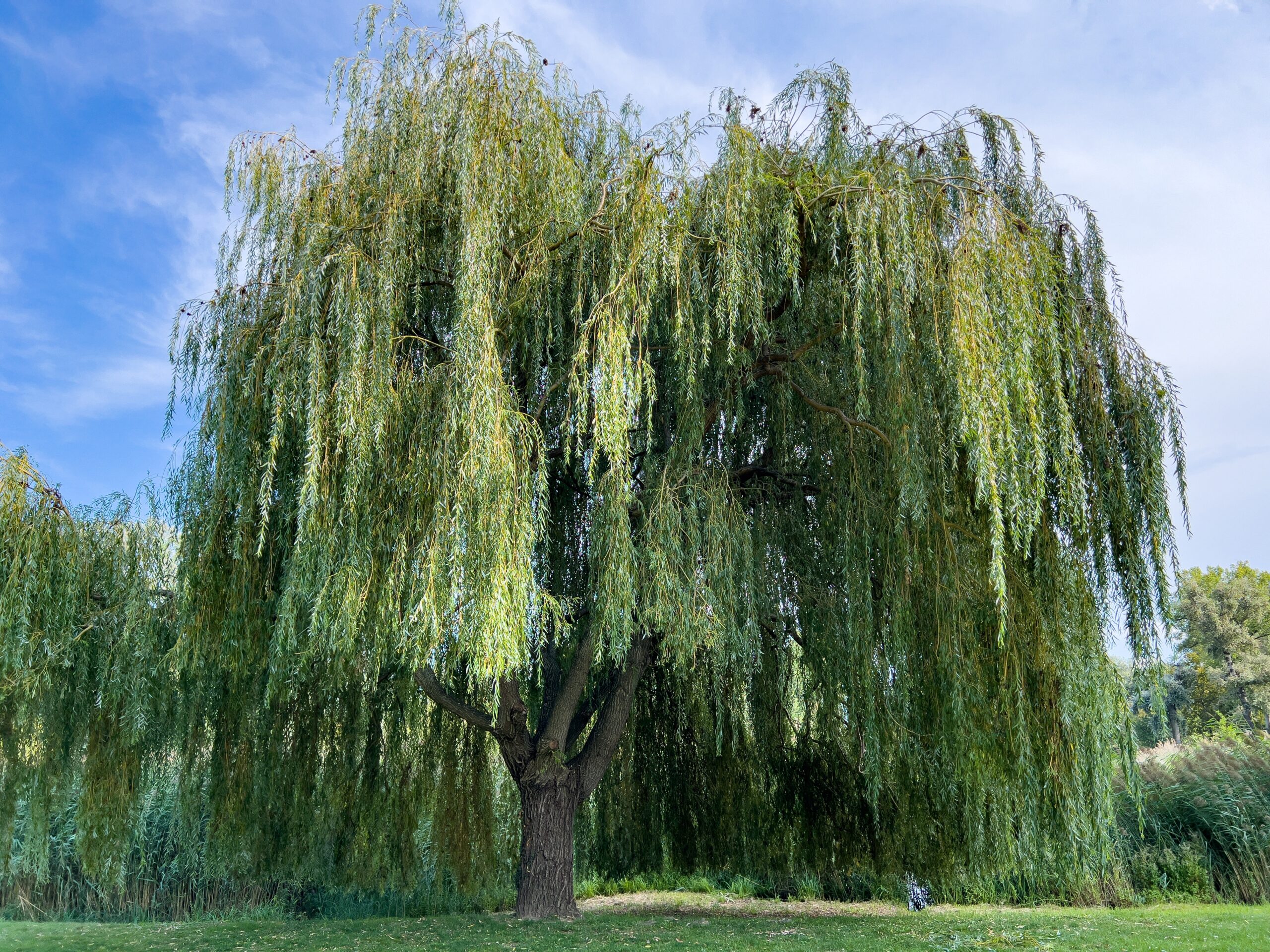 smart green tips, green tips, Willow Trees: Nature's Gift with Unseen Benefits,, Plants and Flowers